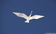 32 FESTIVAL CERVIA 2012 - 231